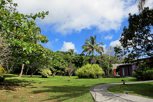 Jardin Malanga | Guadeloupe