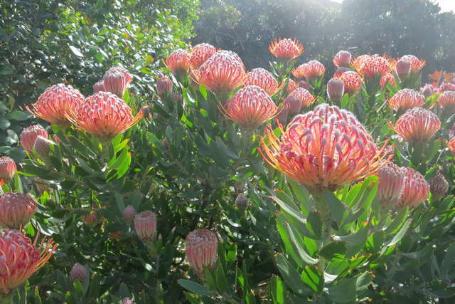 Blümlis oder Farben von Südafrika