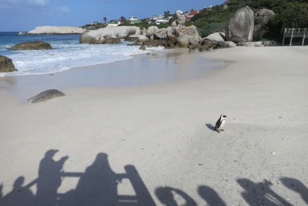 Cape Point - RosaPfeffer (1)