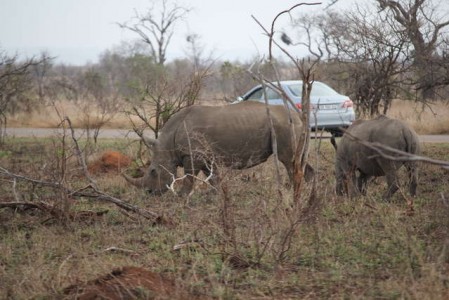 Kruger Nationalpark_RosaPfeffer (10)
