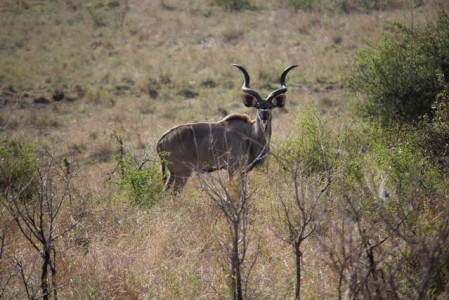 Kruger Nationalpark_RosaPfeffer (11)