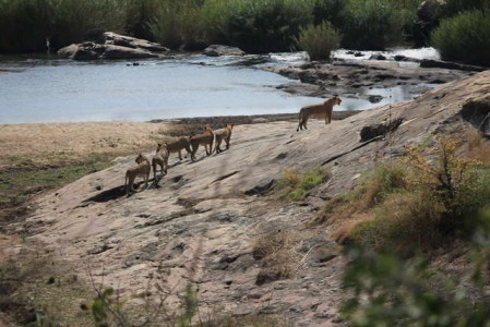 Kruger Nationalpark_RosaPfeffer (14)