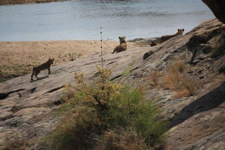 Kruger Nationalpark_RosaPfeffer (15)