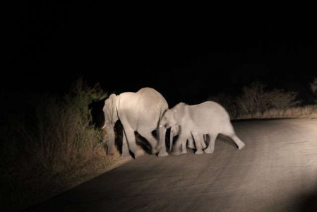 Kruger Nationalpark_RosaPfeffer (19)