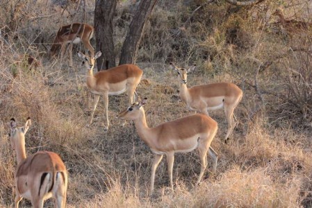 Kruger Nationalpark_RosaPfeffer (3)