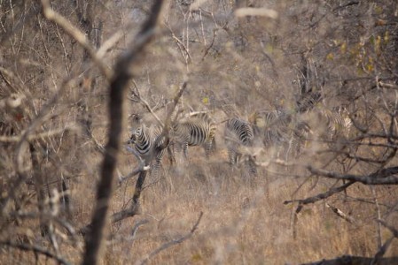 Kruger Nationalpark_RosaPfeffer (6)