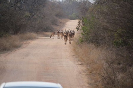 Kruger Nationalpark_RosaPfeffer (7)