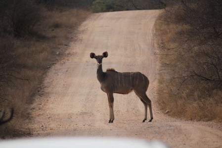 Kruger Nationalpark_RosaPfeffer (8)